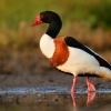 Husice lisci - Tadorna tadorna - Common Shelduck 6351